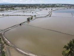 Petani Tambak Lhokseumawe Merugi Ratusan Juta Akibat Banjir