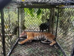 Harimau Sumatera Masuk Perangkap, Begini Penjelasannya 
