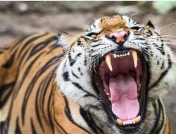 Harimau “Tupeh” Menyerang Warga, Konflik Balas Dendam di Aceh Selatan