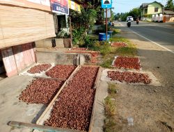 Harga Komoditas Pala di Aceh Selatan Alami Kenaikan