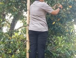 Hasil Pertanian Melimpah Pj Wali Kota Sabang Manjat Pohon Cengkeh Memanennya