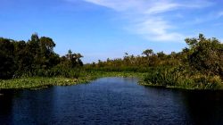 Pesona Lae Treup Aceh Singkil Bagai Hutan Sungai di Amazon
