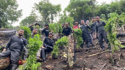 Satu Hektar Ladang Ganja Ditemukan, Bukti Hampir Semua Wilayah di Aceh Selatan Produsen Narkoba 