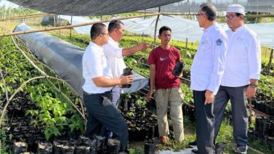 Dorong Regenerasi Kakao, Pidie Jaya Butuh Bibit Berkualitas