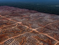Jejak Mr. M di Hutan 102 Hektar yang Hilang
