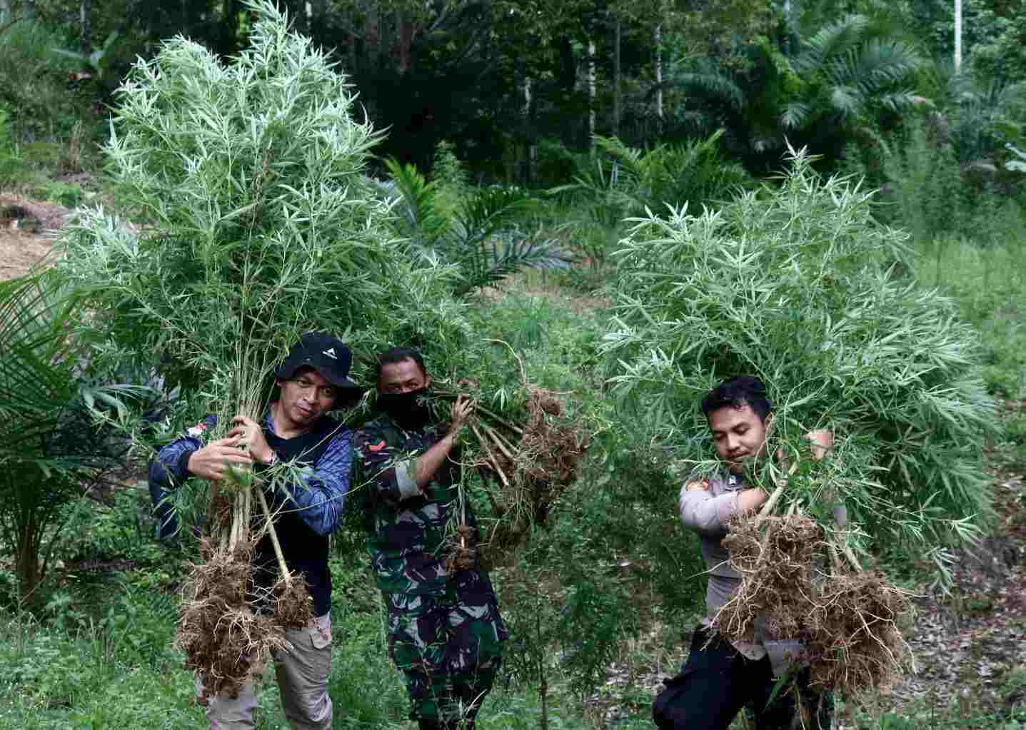 TNI Korem 011 Lilawangsa musnahkan 4 hektar ladang ganja di Gampong Teupin Reusep, Kecamatan Sawang, Kabupaten Aceh Utara. [Foto Laung | mediaaceh.co.id].