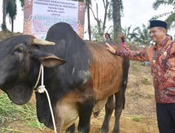 Armia Pahmi Salurkan Sapi Qurban Presiden ke Kampung Alur Lhok