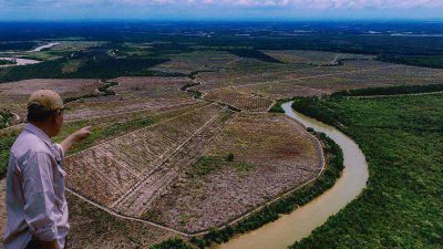 Pembabatan Kawasan Hutan Bakau Alur Cina dan Durhaka Sangat Memperihatinkan