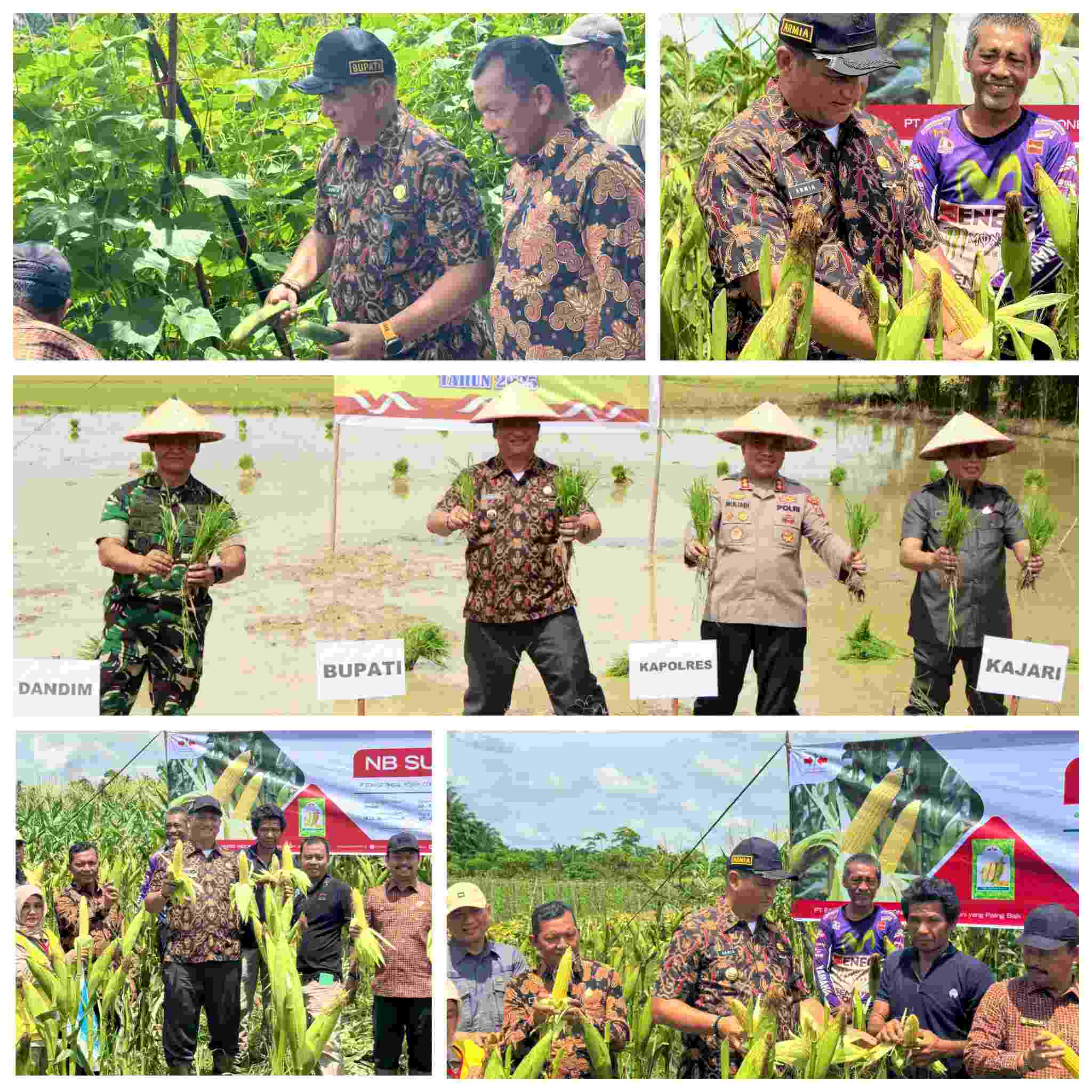 Langkah Strategis Jaga Stabilitas Harga Pangan, Bupati Armia Tanam Padi dan Jagung. [Foto Dok. | mediaaceh.co.id | Awelatam].