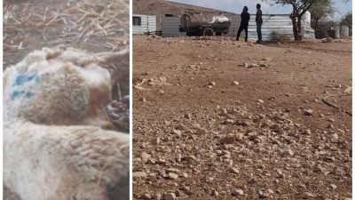 Pemukim Zionis Israel Racuni Puluhan Domba Milik Warga Palestina di Al-Auja, Jericho