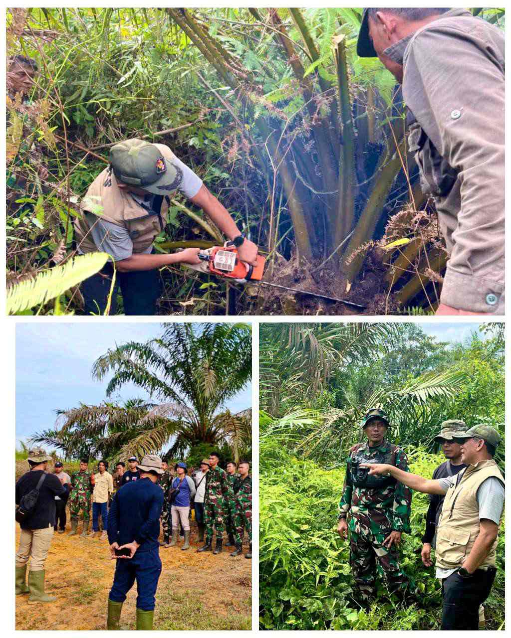 Restorasi Hati, 30 Hektare Sawit Ilegal Sukarela Dihapus di Sei Musam, TNGL Langkat. [Foto Dok. | mediaaceh.co.id | Awelatam].