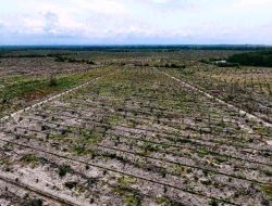 Negara Absen, Hutan Mangrove Dikorbankan