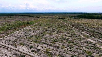 Negara Absen, Hutan Mangrove Dikorbankan