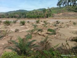 Hutan yang Dikhianati: Krisis Tata Kelola, Ketamakan, dan Masa Depan Aceh