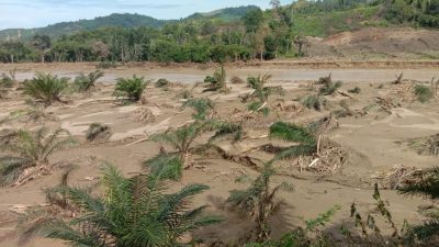 Hutan yang Dikhianati: Krisis Tata Kelola, Ketamakan, dan Masa Depan Aceh