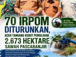 70 Irpom Diturunkan, Aceh Tamiang Kebut Pemulihan 2.673 Hektare Sawah Pascabanjir