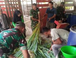 TNI AD Gandeng PPL dan Petani Kembangkan Pakan Ternak Organik di Aceh Selatan