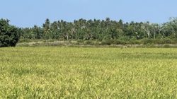 Pascabanjir, Geuchik Pon Sulap 40 Hektare Tambak Menjadi Sawah demi Tingkatkan Ekonomi Warga