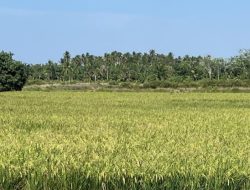 Pascabanjir, Geuchik Pon Sulap 40 Hektare Tambak Menjadi Sawah demi Tingkatkan Ekonomi Warga