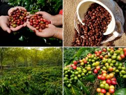Sejarah Kopi Gayo: Dari Masa Kolonial hingga Mendunia