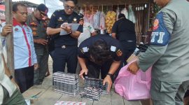 Saat penemuan rokok ilegal oleh pihak bea cukai di Simeulue. 