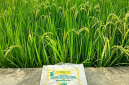 Hasil tanaman padi dari bibit padi bantuan pemerintah untuk petani di Kecamatan Langkahan, Aceh Utara. Sumber foto : Muhammad Hasan. 