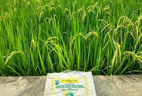 Hasil tanaman padi dari bibit padi bantuan pemerintah untuk petani di Kecamatan Langkahan, Aceh Utara. Sumber foto : Muhammad Hasan. 