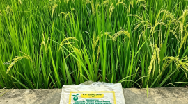 Hasil tanaman padi dari bibit padi bantuan pemerintah untuk petani di Kecamatan Langkahan, Aceh Utara. Sumber foto : Muhammad Hasan. 
