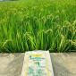 Hasil tanaman padi dari bibit padi bantuan pemerintah untuk petani di Kecamatan Langkahan, Aceh Utara. Sumber foto : Muhammad Hasan. 