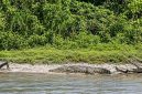 Penampakan seekor buaya sungai di tebing Krueng Kluet/Kandang yang sempat direkam warga, Minggu, (13/9/2026).(Poto/mediaaceh.co.id/istimewa).