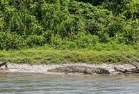 Penampakan seekor buaya sungai di tebing Krueng Kluet/Kandang yang sempat direkam warga, Minggu, (13/9/2026).(Poto/mediaaceh.co.id/istimewa).