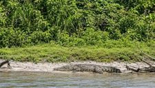 Penampakan seekor buaya sungai di tebing Krueng Kluet/Kandang yang sempat direkam warga, Minggu, (13/9/2026).(Poto/mediaaceh.co.id/istimewa).