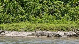 Penampakan seekor buaya sungai di tebing Krueng Kluet/Kandang yang sempat direkam warga, Minggu, (13/9/2026).(Poto/mediaaceh.co.id/istimewa).