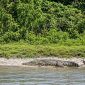 Penampakan seekor buaya sungai di tebing Krueng Kluet/Kandang yang sempat direkam warga, Minggu, (13/9/2026).(Poto/mediaaceh.co.id/istimewa).