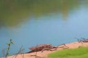 Di lokasi yang sebelumnya terdapat Buaya Muara (Crocodylus porosus) berjemur  kini  tidak tampak lagi, namun warga masih resah.(Foto/mediaaceh.co.id/istimewa).