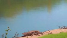 Di lokasi yang sebelumnya terdapat Buaya Muara (Crocodylus porosus) berjemur  kini  tidak tampak lagi, namun warga masih resah.(Foto/mediaaceh.co.id/istimewa).