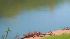 Di lokasi yang sebelumnya terdapat Buaya Muara (Crocodylus porosus) berjemur  kini  tidak tampak lagi, namun warga masih resah.(Foto/mediaaceh.co.id/istimewa).