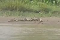 Buaya kembali muncul di sungai perkampungan Kedai Padang Kluet Utara dan Pasie Merapat Kluet Selatan, foto : mediaaceh.co.id