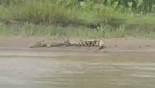 Buaya kembali muncul di sungai perkampungan Kedai Padang Kluet Utara dan Pasie Merapat Kluet Selatan, foto : mediaaceh.co.id