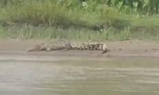 Buaya Masih Berkeliaran, Bupati Terkesan Lepas Tangan